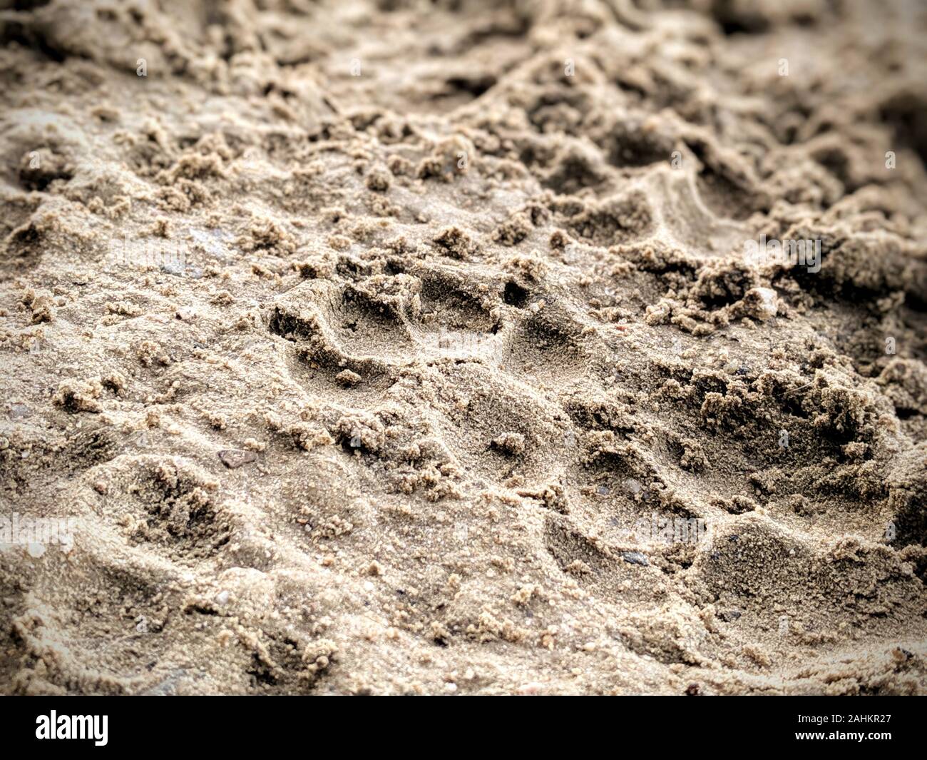 Schlammigen Hund Pfotenabdrücke im Sand Stockfoto