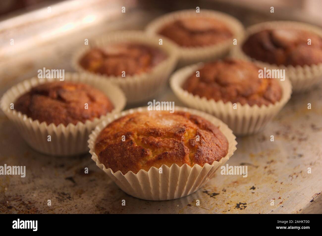 Sechs hausgemachte Muffins auf dem Backblech, in der sie gebacken wurden. Stockfoto