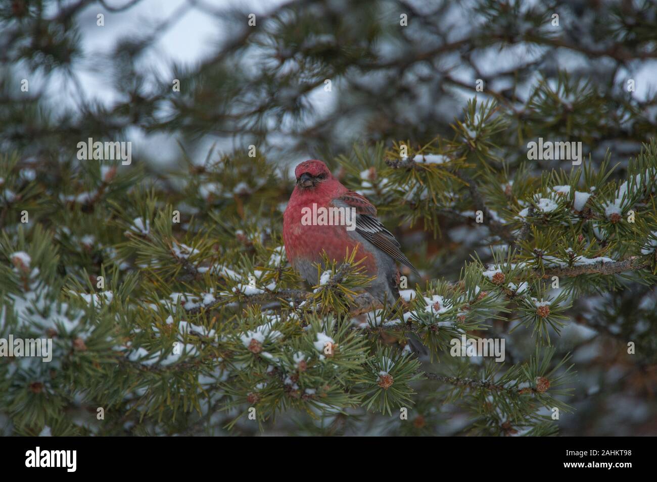 Grosbeak Kiefer (Pinicola enucleator), männlich im Winter, Kaamanen, Arktis Finnland Stockfoto