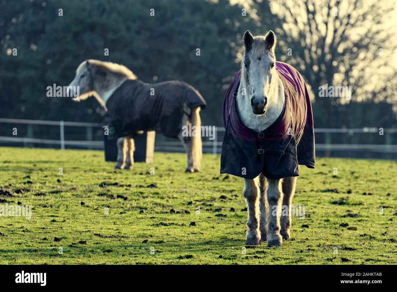 Pferde in einem Feld Stockfoto