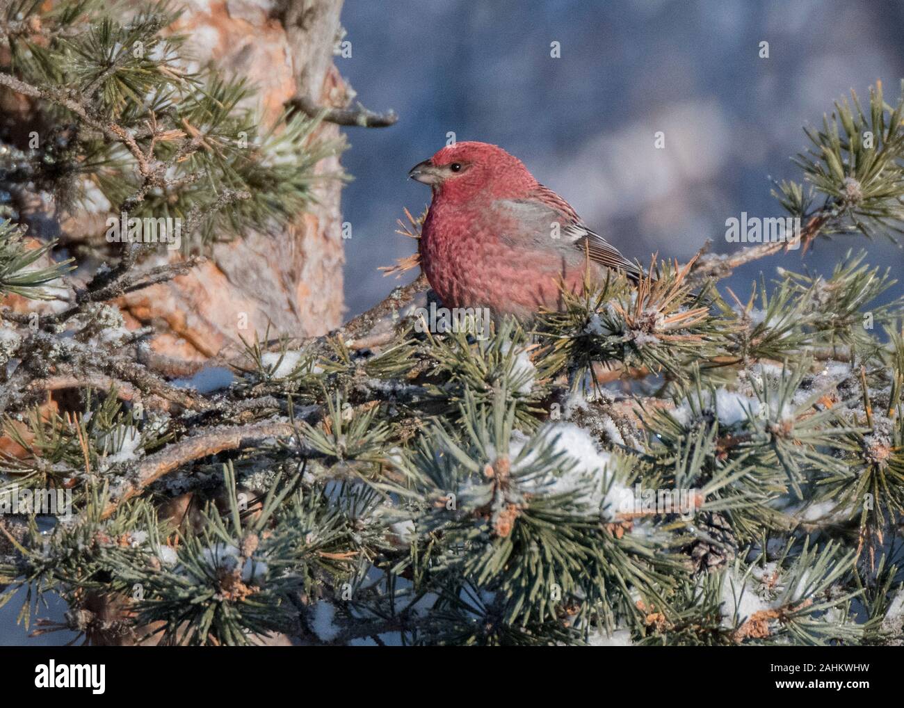 Grosbeak Kiefer (Pinicola enucleator), männlich im Winter, Kaamanen, Arktis Finnland Stockfoto