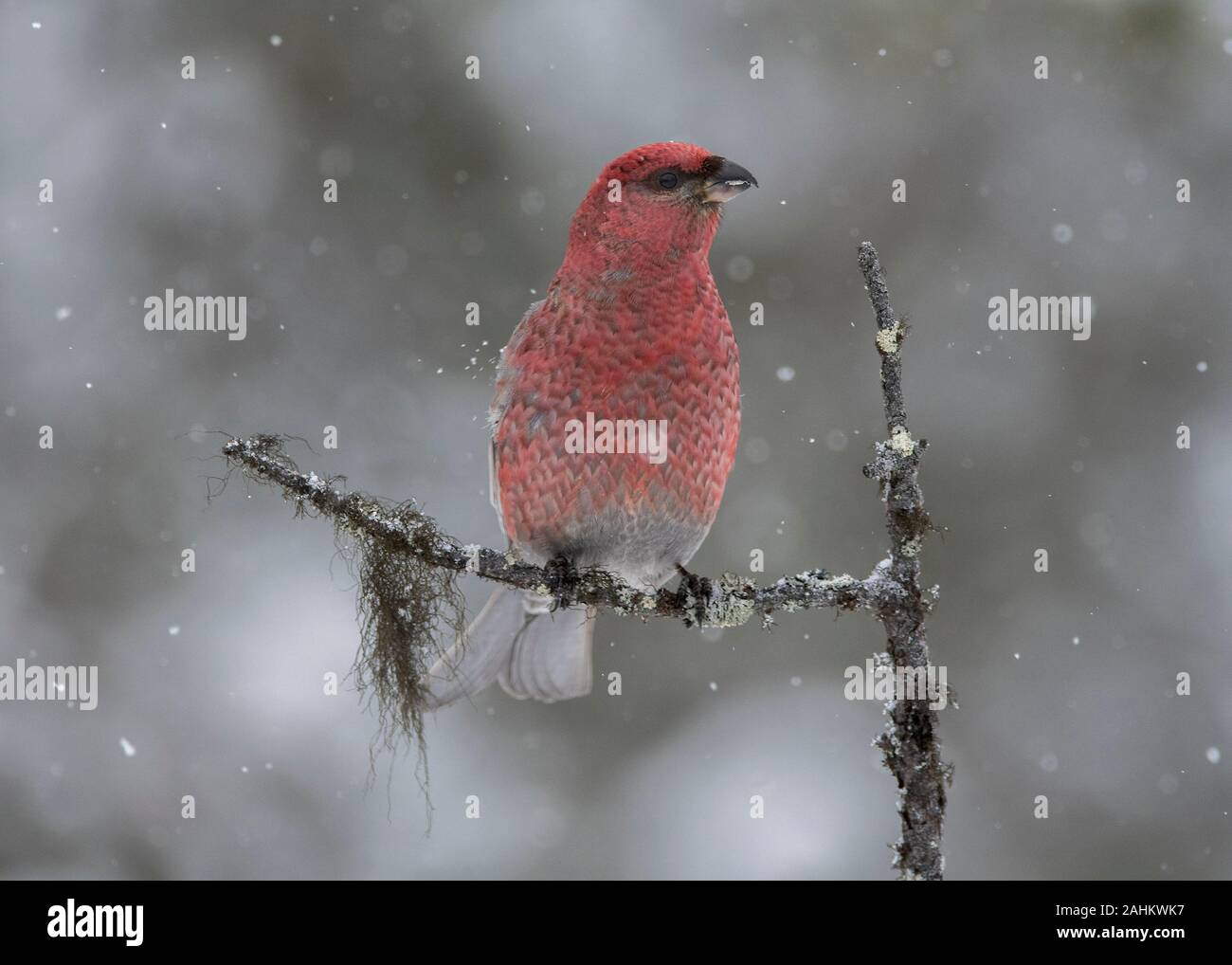 Grosbeak Kiefer (Pinicola enucleator), männlich im Winter, Kaamanen, Arktis Finnland Stockfoto