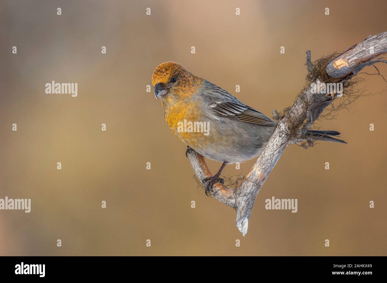 Grosbeak Kiefer (Pinicola enucleator), Weibliche im Winter, Kaamanen, Arktis Finnland Stockfoto