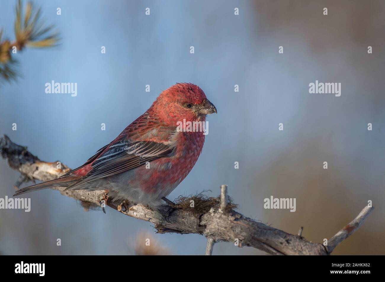 Grosbeak Kiefer (Pinicola enucleator), männlich im Winter, Kaamanen, Arktis Finnland Stockfoto