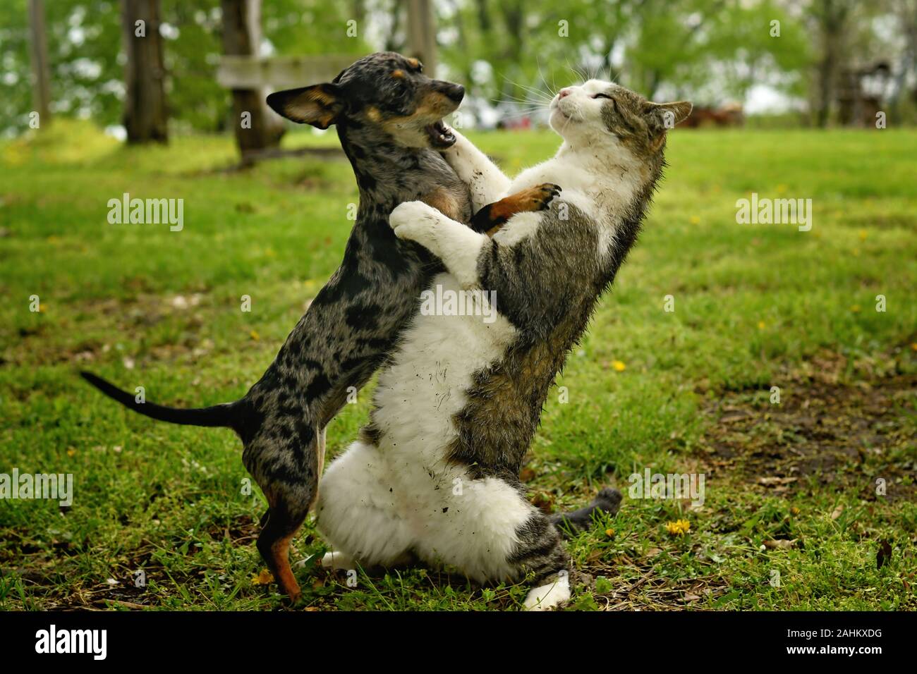 Hund und Katze Kampf Stockfoto