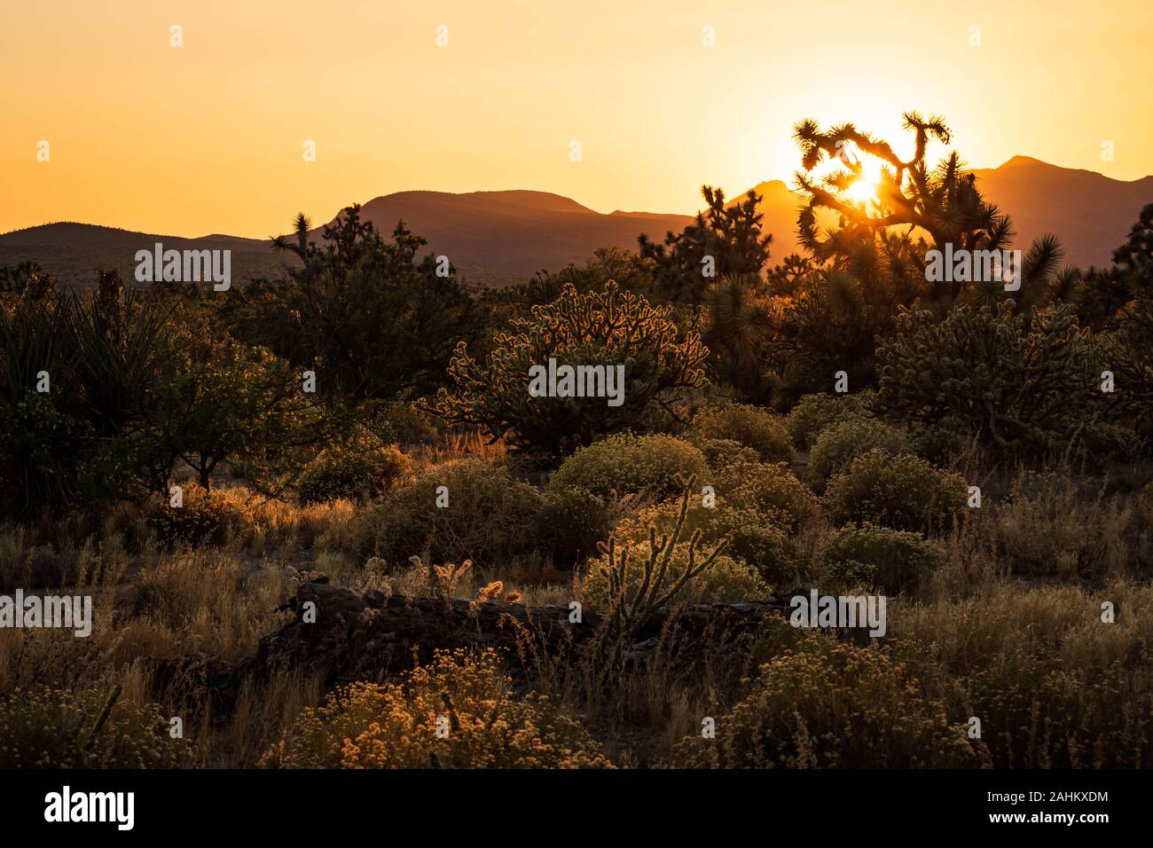 Wüstenlandschaft mit Joshua Bäume und Sonnenuntergang auf uns 93 zwischen Phoenix und Las Vegas. Stockfoto