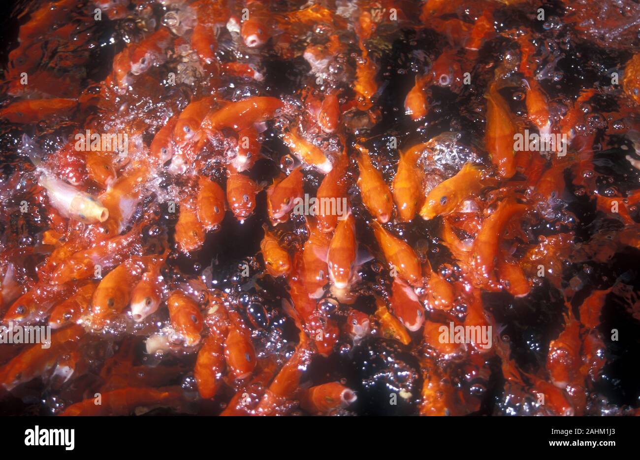 Japanische koi Karpfen IN FEEDING FRENZY Stockfoto