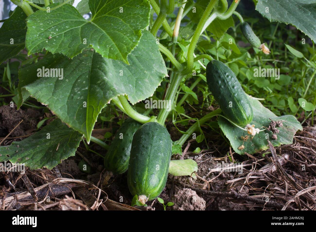 Wachsende Gurken im Garten, in der Nähe Stockfoto