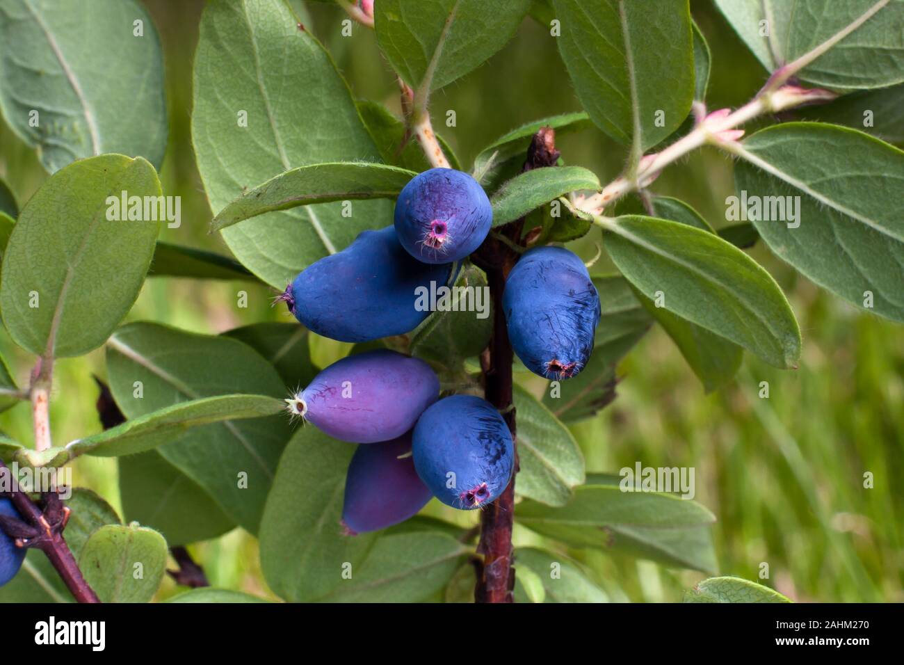 Frische blaue Beeren Geißblatt auf dem Ast im Garten Stockfoto