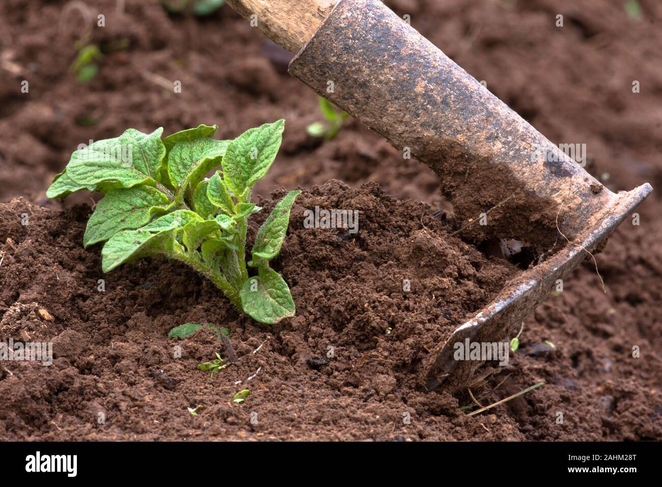 Hilling Kartoffeln mit Hacken im Garten Stockfoto