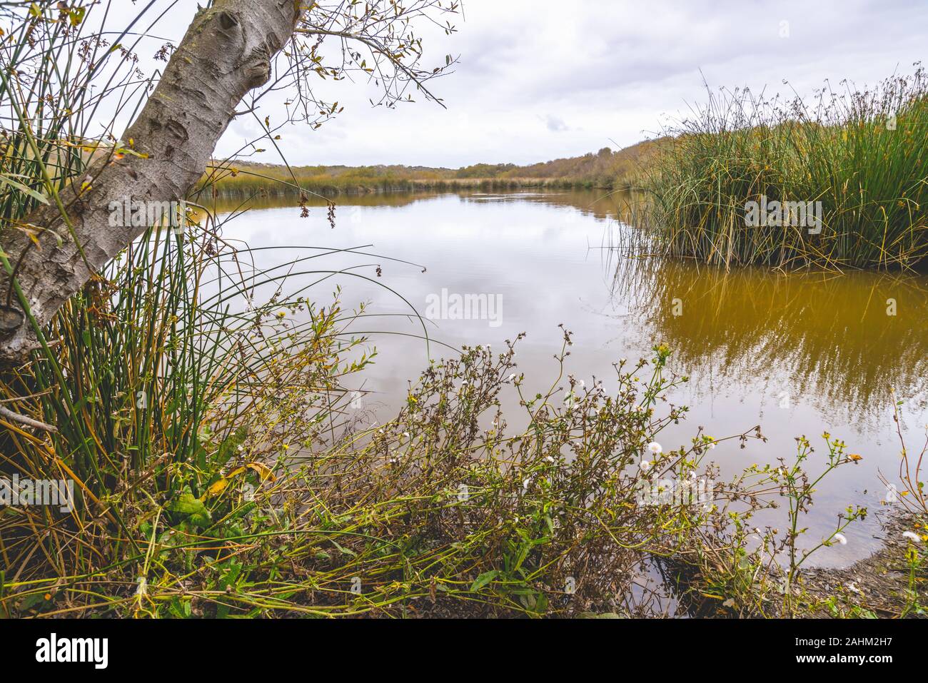 Marschland See und Wald. Oso Flaco See Natural Area, Oceano, Kalifornien Stockfoto