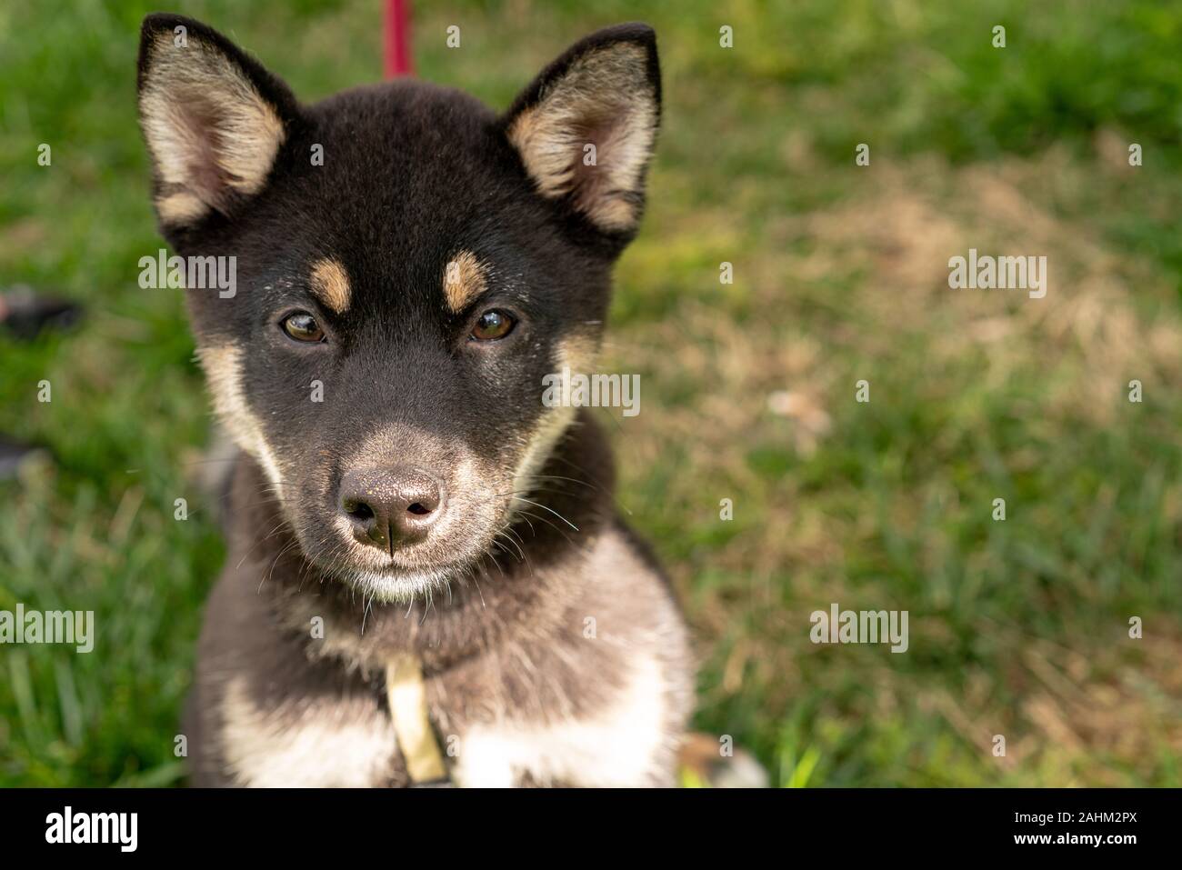 Deutscher Schäferhund Hund. (Wissenschaftlicher Name: Canis lupus familiaris) Stockfoto