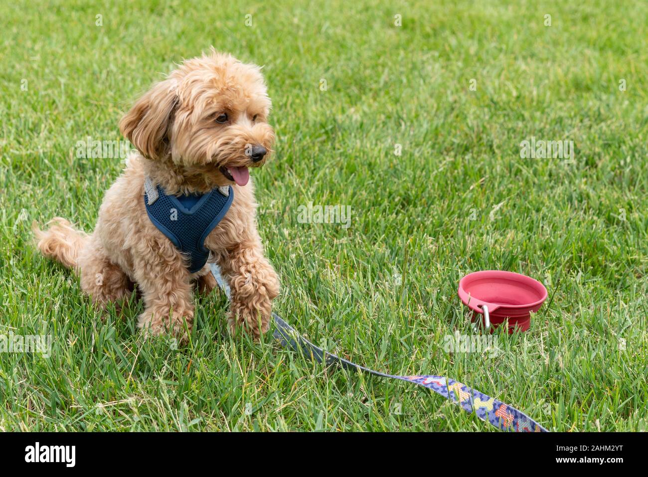 Goldkritzelhund (wissenschaftlicher Name: Canis lupus familiaris) Stockfoto