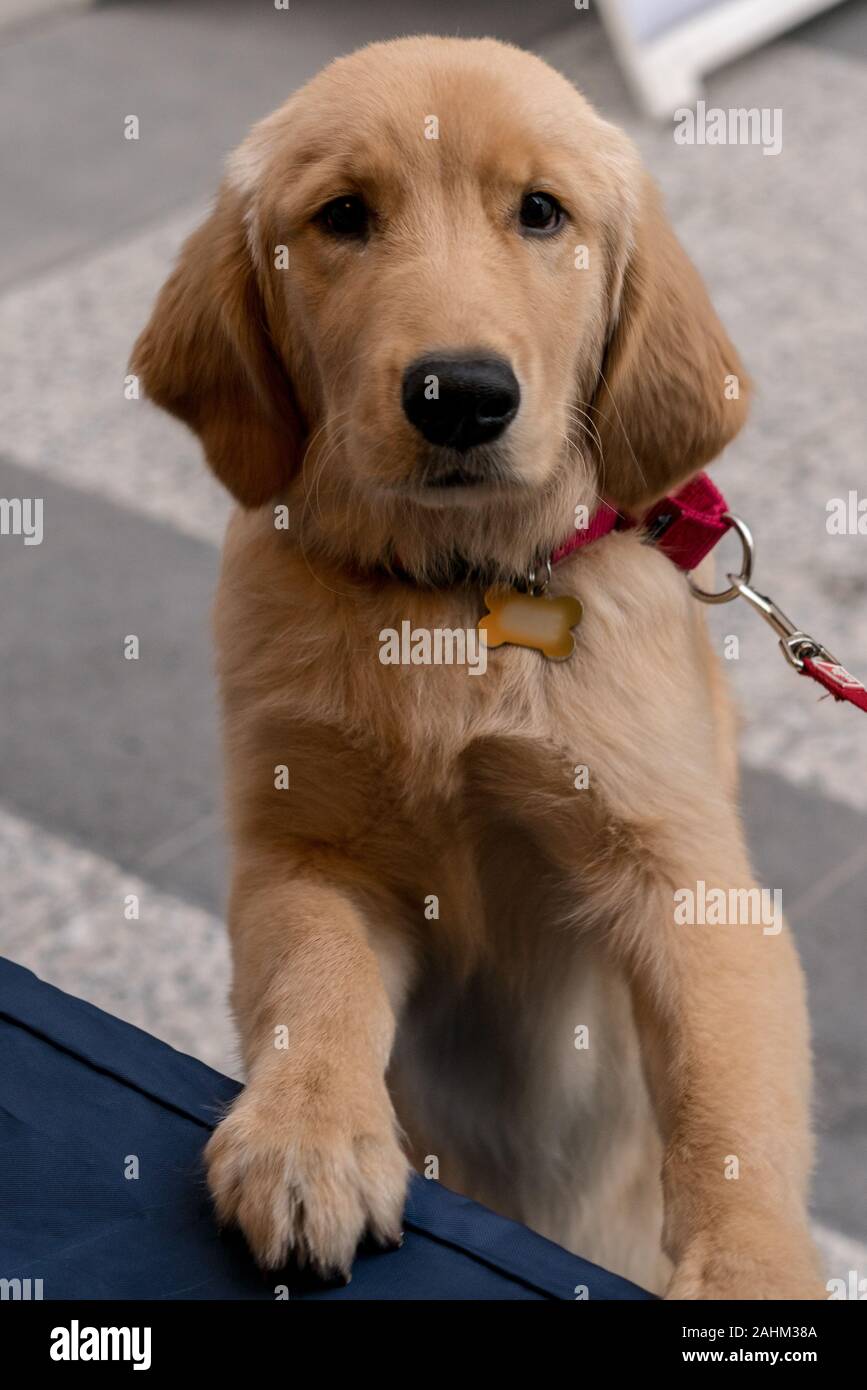 Golden Retriever Welpe Hund (wissenschaftlicher Name: Canis lupus familiaris) Stockfoto