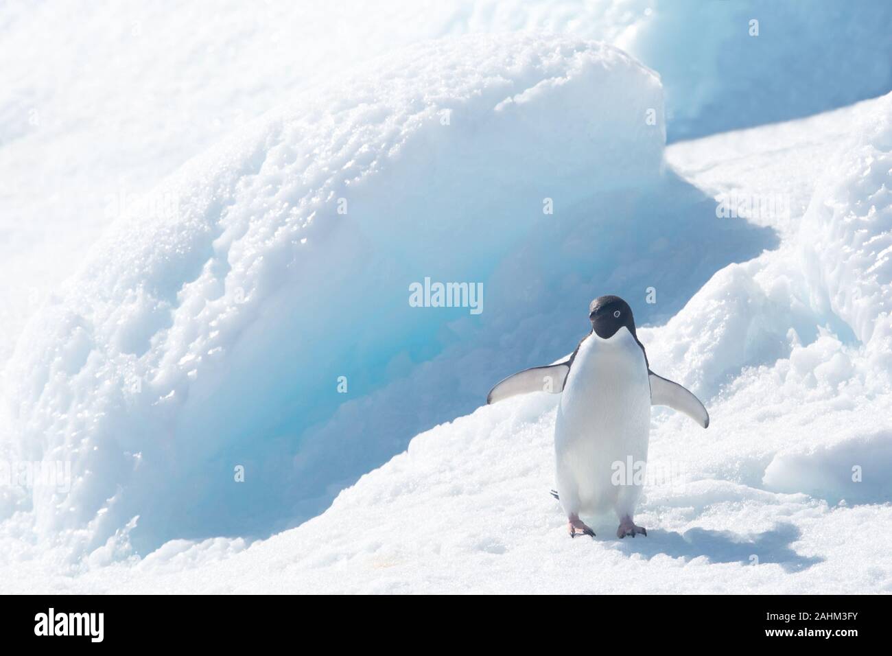 Adele Pinguine in der Antarktis Stockfoto