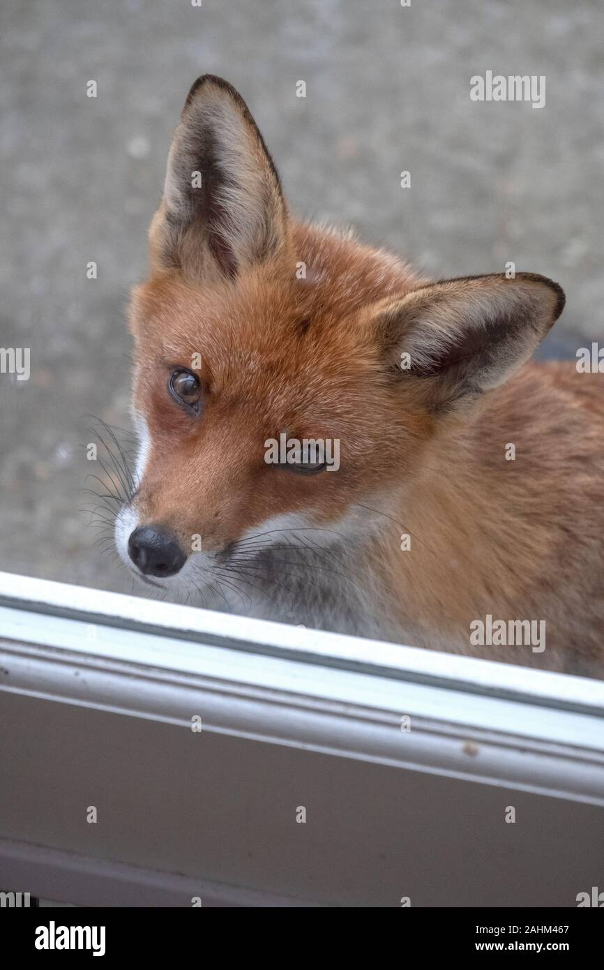 Urban Fox warten hoffnungsvoll an die Katzenklappe auf der Rückseite Tür, East Sussex, Großbritannien Stockfoto