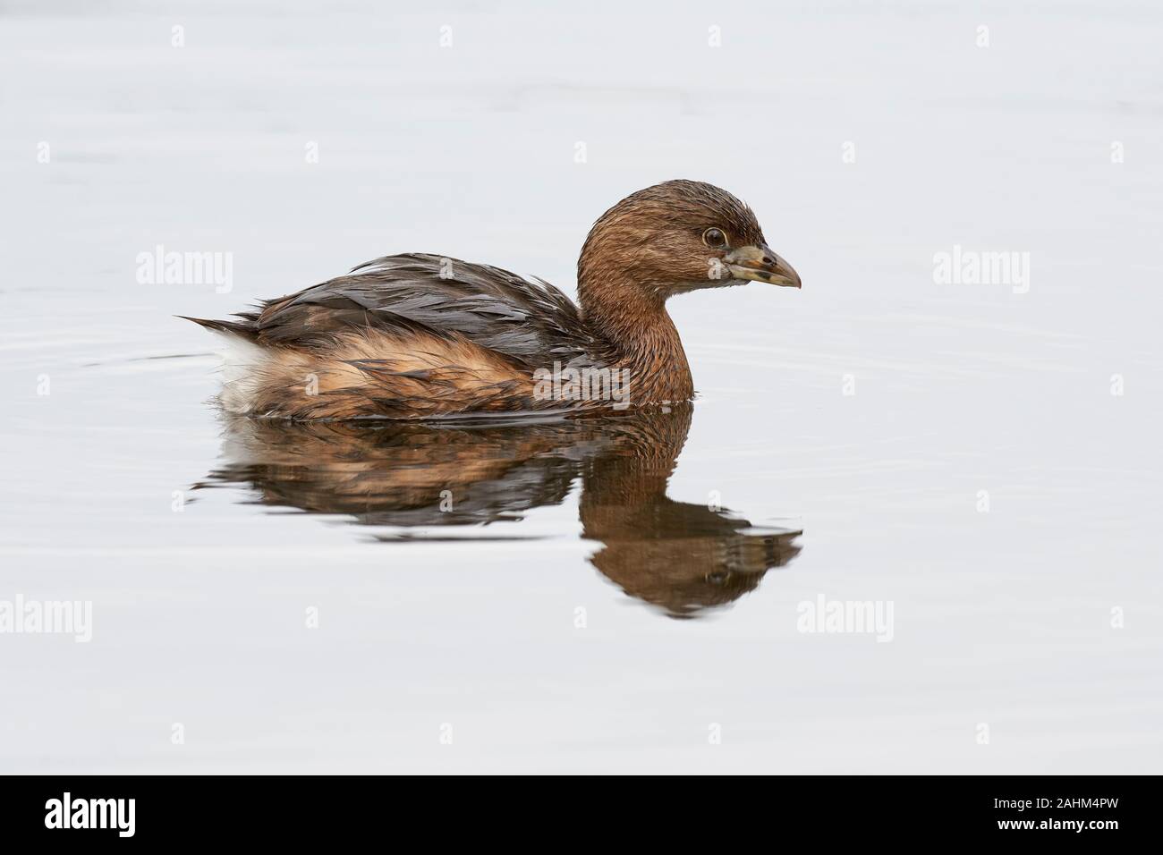 Pied-billed Grebe (Podilymbus podiceps), Sacramento County California Stockfoto