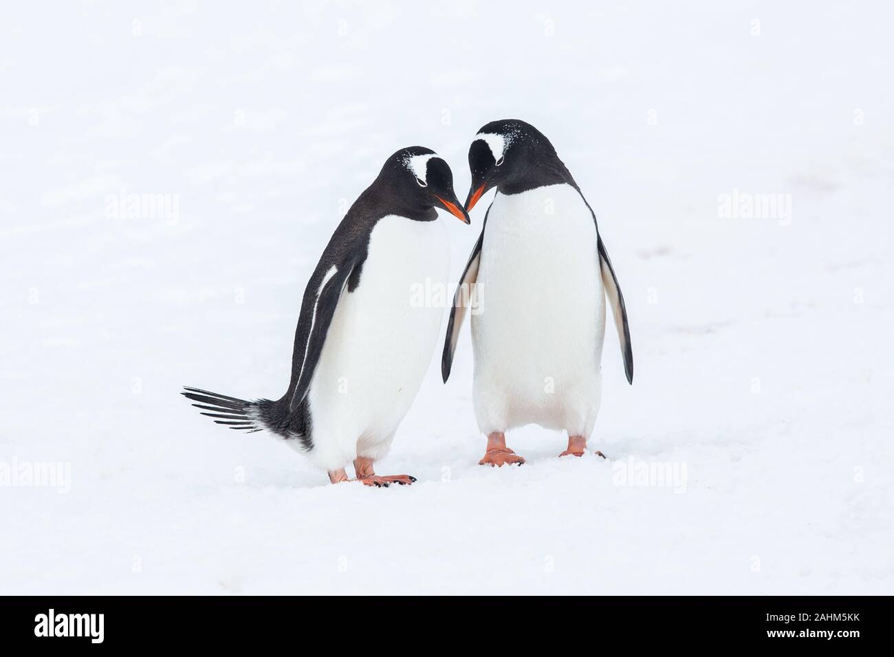 Gentoo-Pinguin in der Antarktis Stockfoto