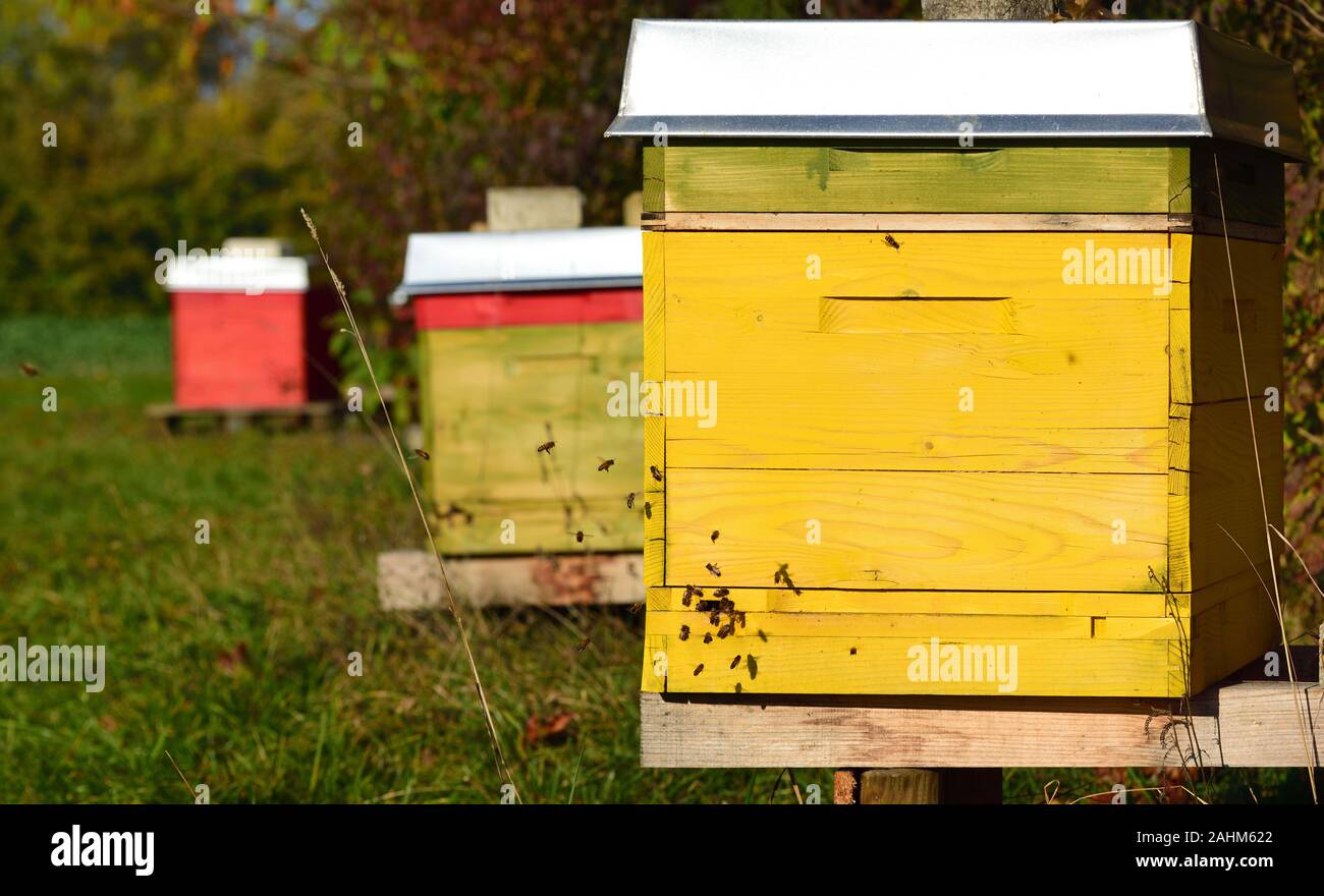 Bunte biene Boxen stehen auf einer Wiese im Herbst an einem sonnigen Tag und die Bienen um die Boxen fliegen Stockfoto