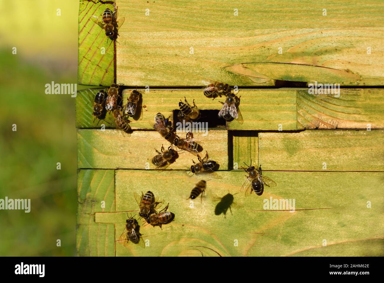 Nahaufnahme eines grünen Holz- Bienenstock mit mehreren Honigbienen in Richtung zu ihm fliegen und die Überschrift zum Eingang in die Wiese im Herbst Stockfoto