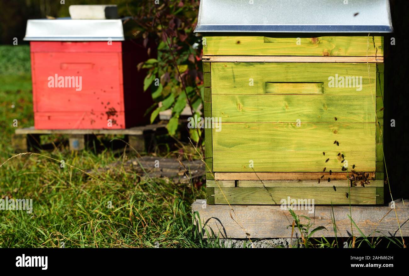 Bunte biene Boxen stehen auf einer Wiese im Herbst an einem sonnigen Tag und die Bienen um die Boxen fliegen Stockfoto