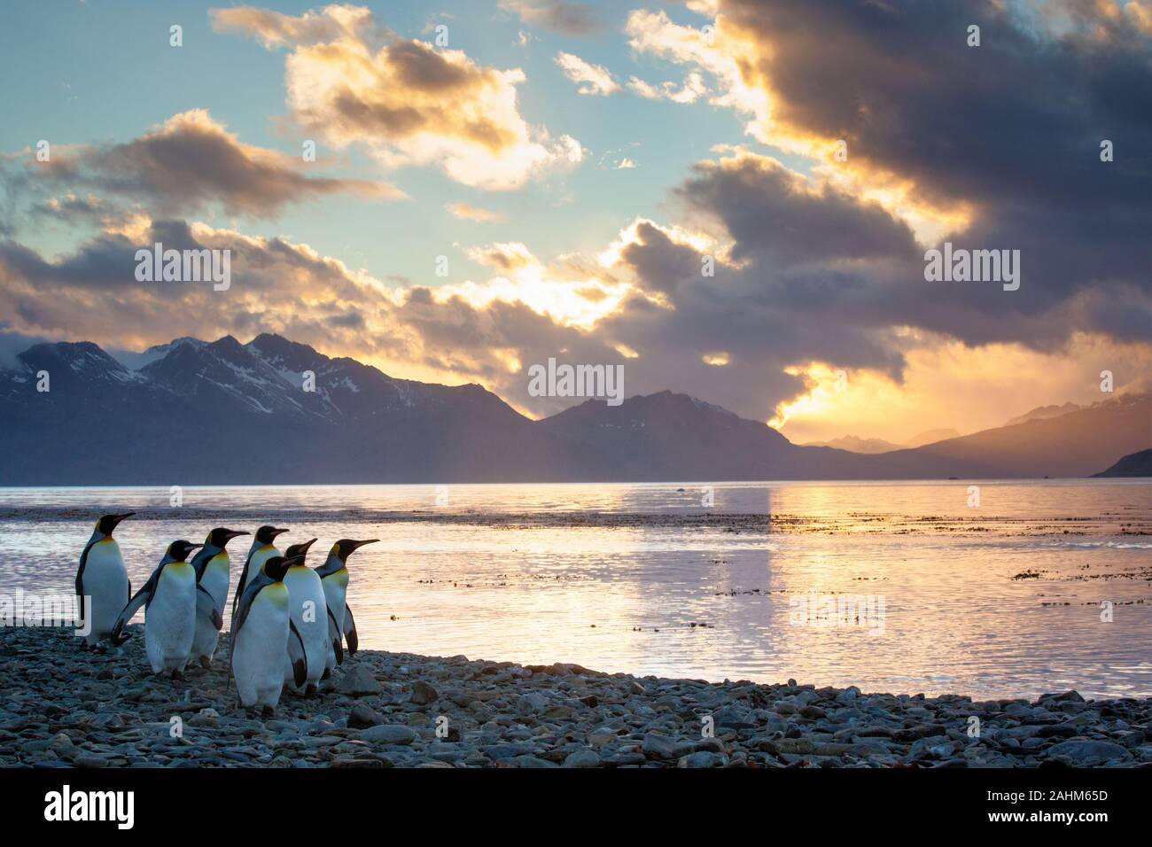 Königspinguin bei Sonnenuntergang am Strand in South Georgia, Antarktis Stockfoto