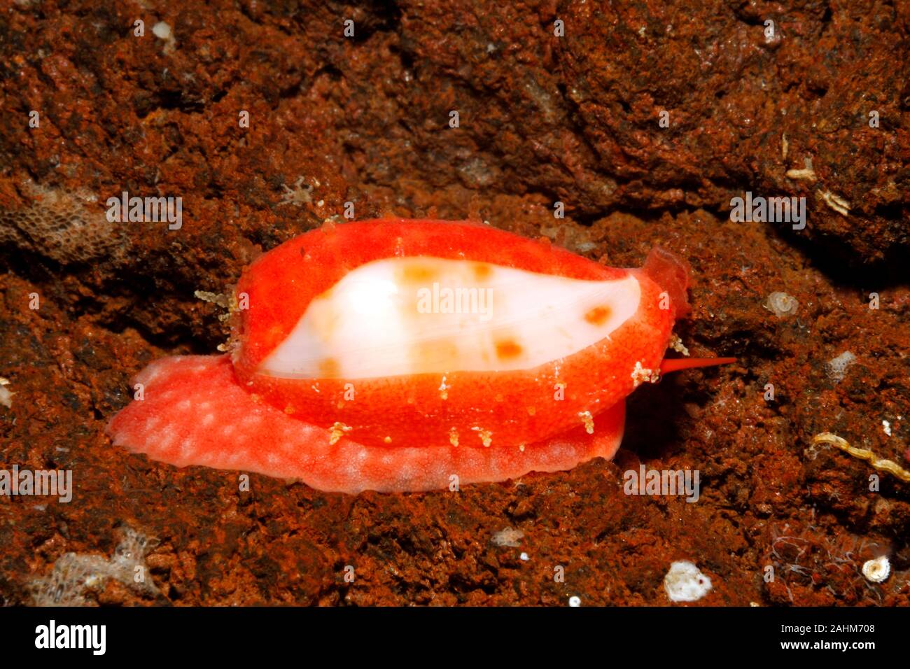 Tapering Cowry oder Cowrie shell, Talostolida teres. Auch Pellucens Cowry oder Cowrie Talostolida pellucens. Stockfoto