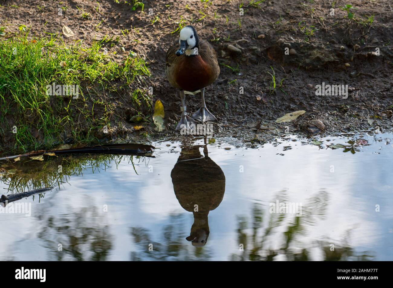 White-faced Whistling duck und seinem Spiegelbild im Wasser - Dendrocygna viduata Stockfoto