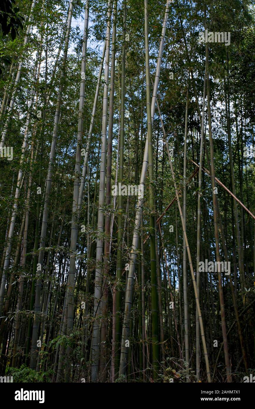 Arashiyama Bambushain Stockfoto