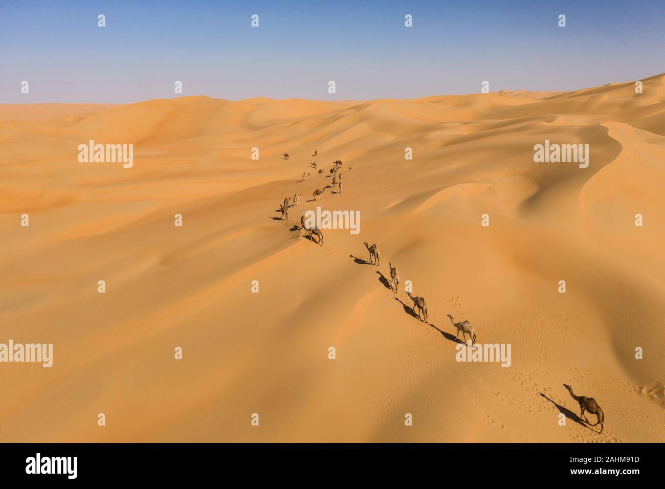 Luftaufnahme von einer Drohne von einer Gruppe von Dromedar Kamele zu Fuß in das Leere Viertel Wüste. Abu Dhabi, Vereinigte Arabische Emirate. Stockfoto