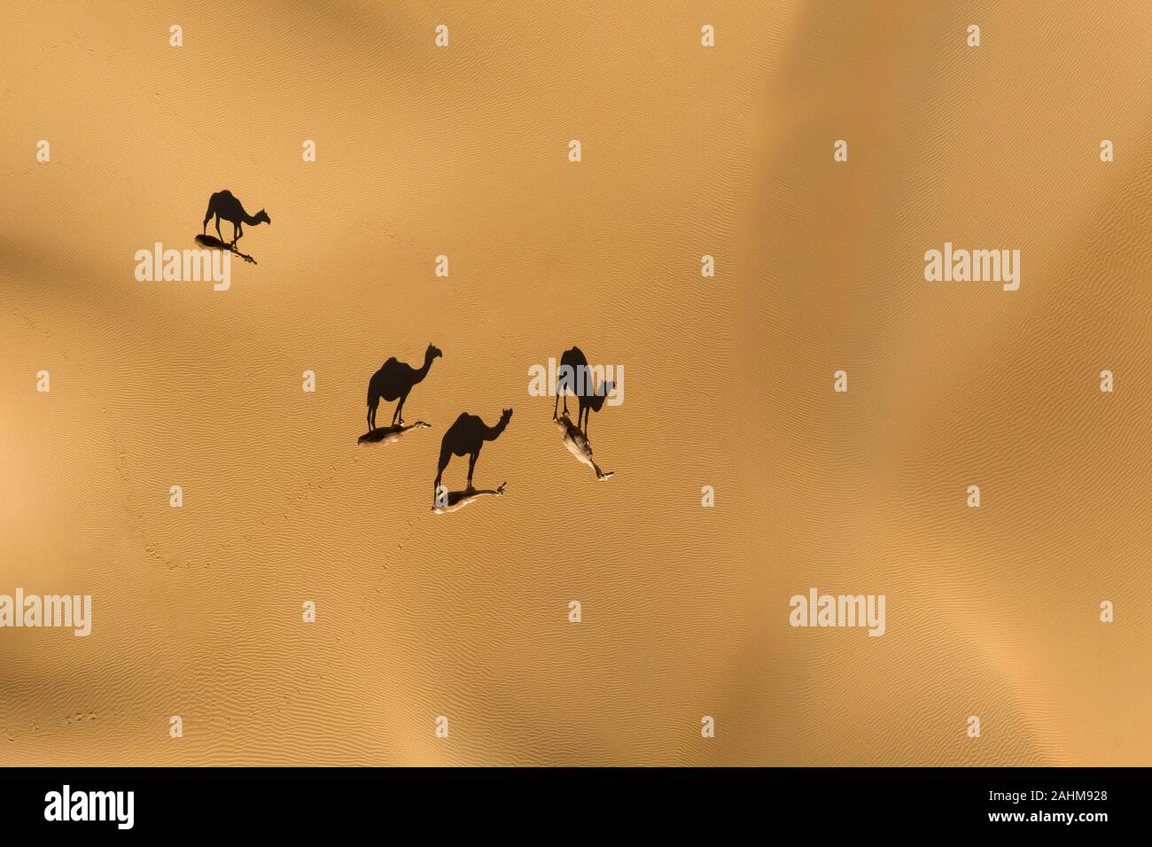Luftaufnahme von einer Drohne der Schatten einer Gruppe von Dromedar Kamele zu Fuß in das Leere Viertel Wüste. Abu Dhabi, Vereinigte Arabische Emirate. Stockfoto