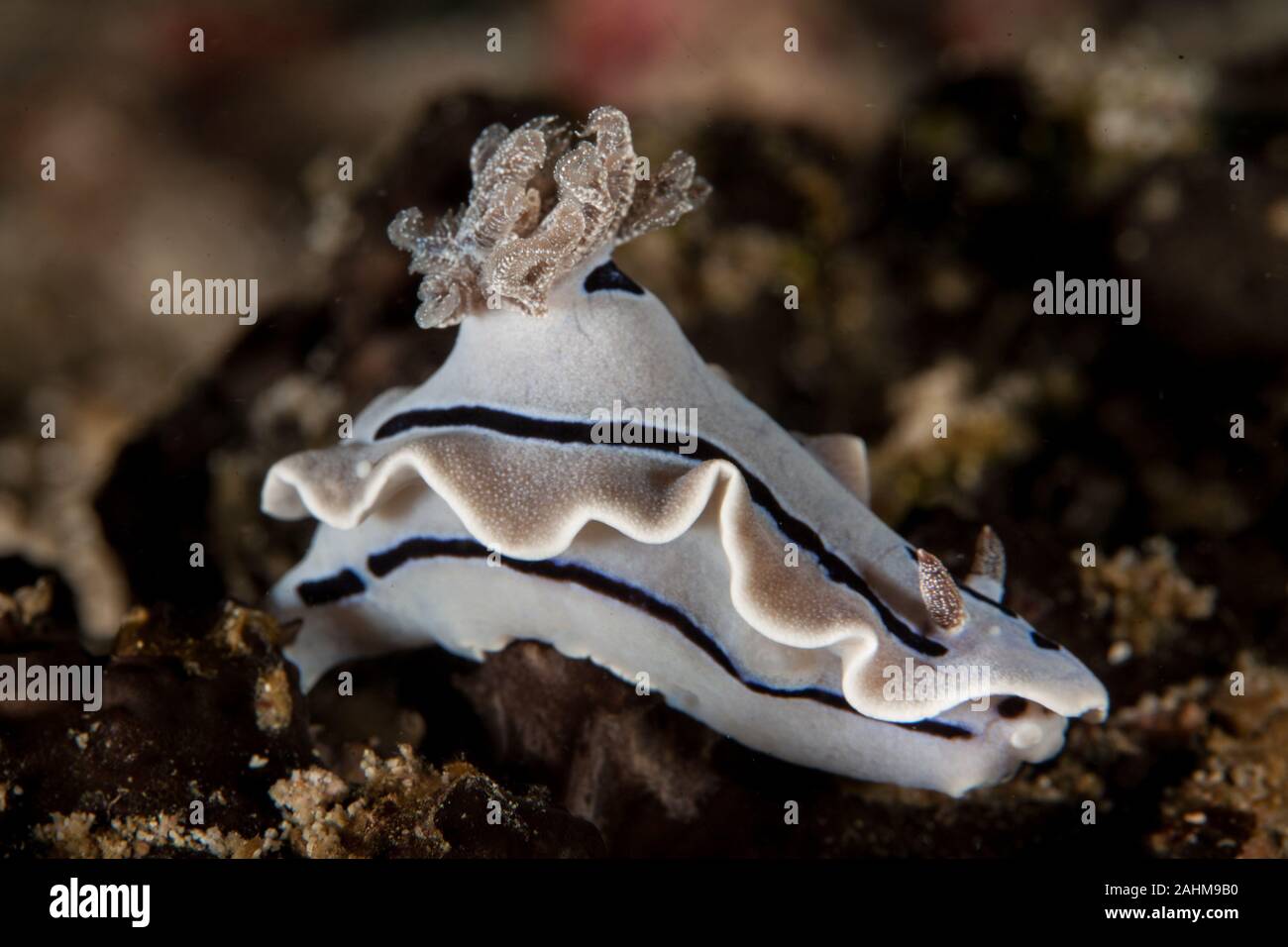 Chromodoris Willani Rudman Stockfoto