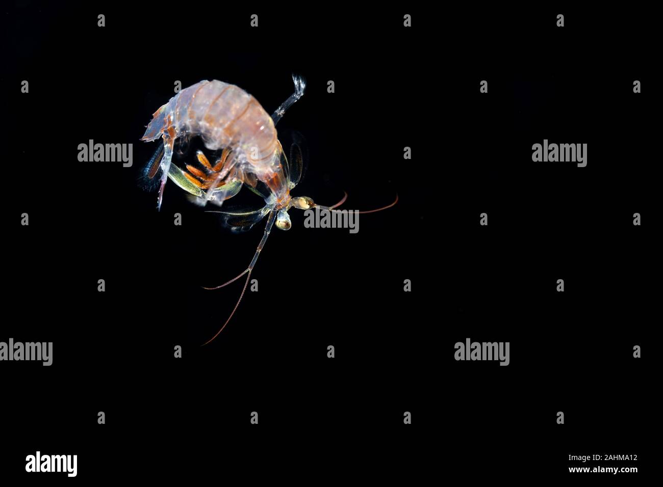 Juvenile mantis Shrimp während Blackwater Dive Stockfoto