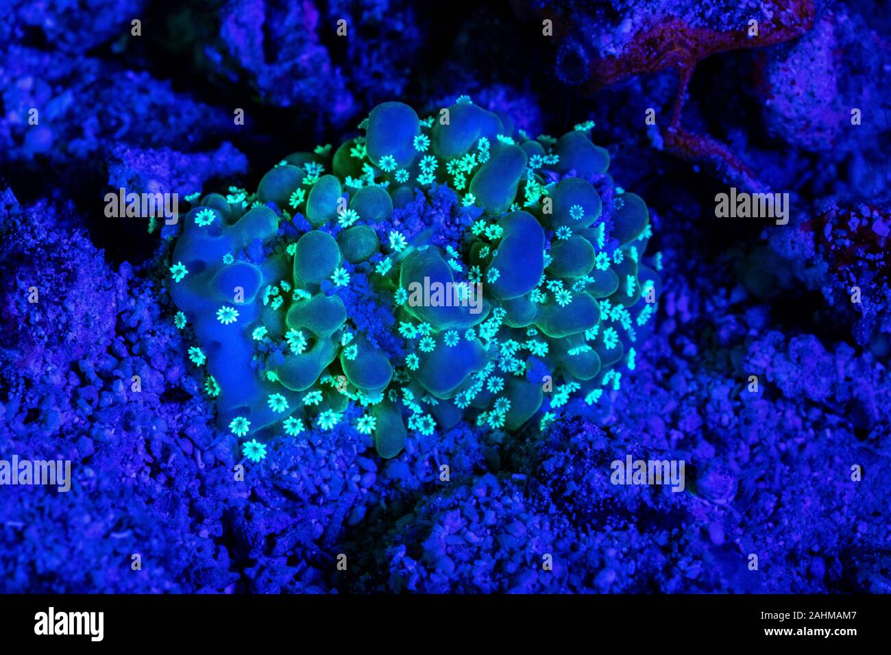 Korallen oder Anemonen leuchtet unter Schwarzlicht Leuchten  Leuchtstofflampen bei Nacht Stockfotografie - Alamy