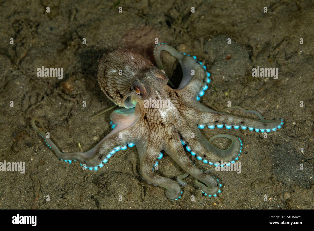 Coconut Tintenfisch und Oktopus geädert, Amphioctopus marginatus ist ...