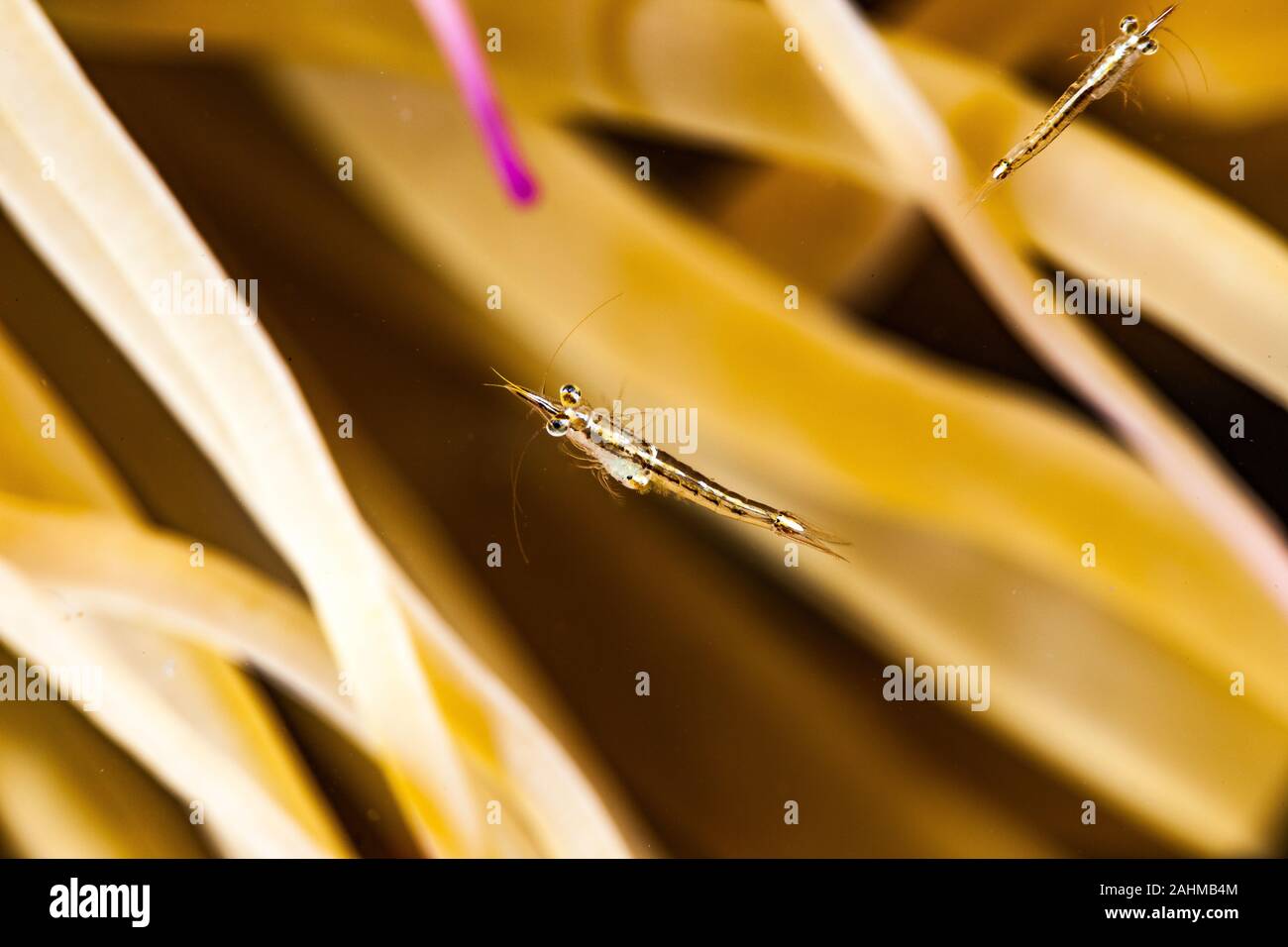 Krill sind kleine Krebstiere der Ordnung Euphausiacea, und sind in allen Ozeanen der Welt gefunden Stockfoto