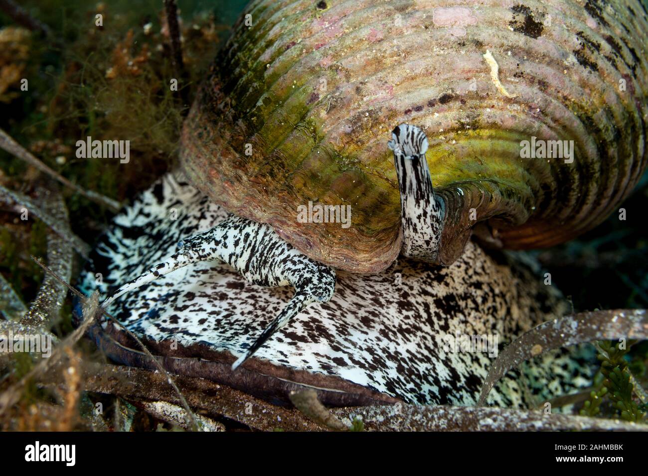 Fassschnecken, ist eine Pflanzenart aus der Familie Tonnidae auch tun Shells bekannt, Tonna Galea Stockfoto