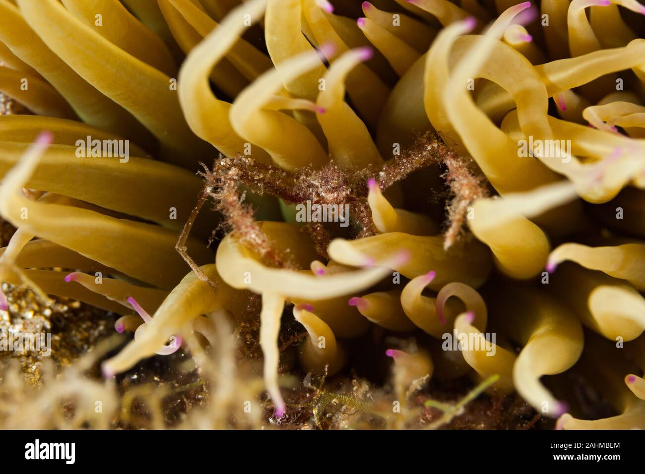 Seespinne, inachus phalangium und snakelocks Anemone Stockfoto