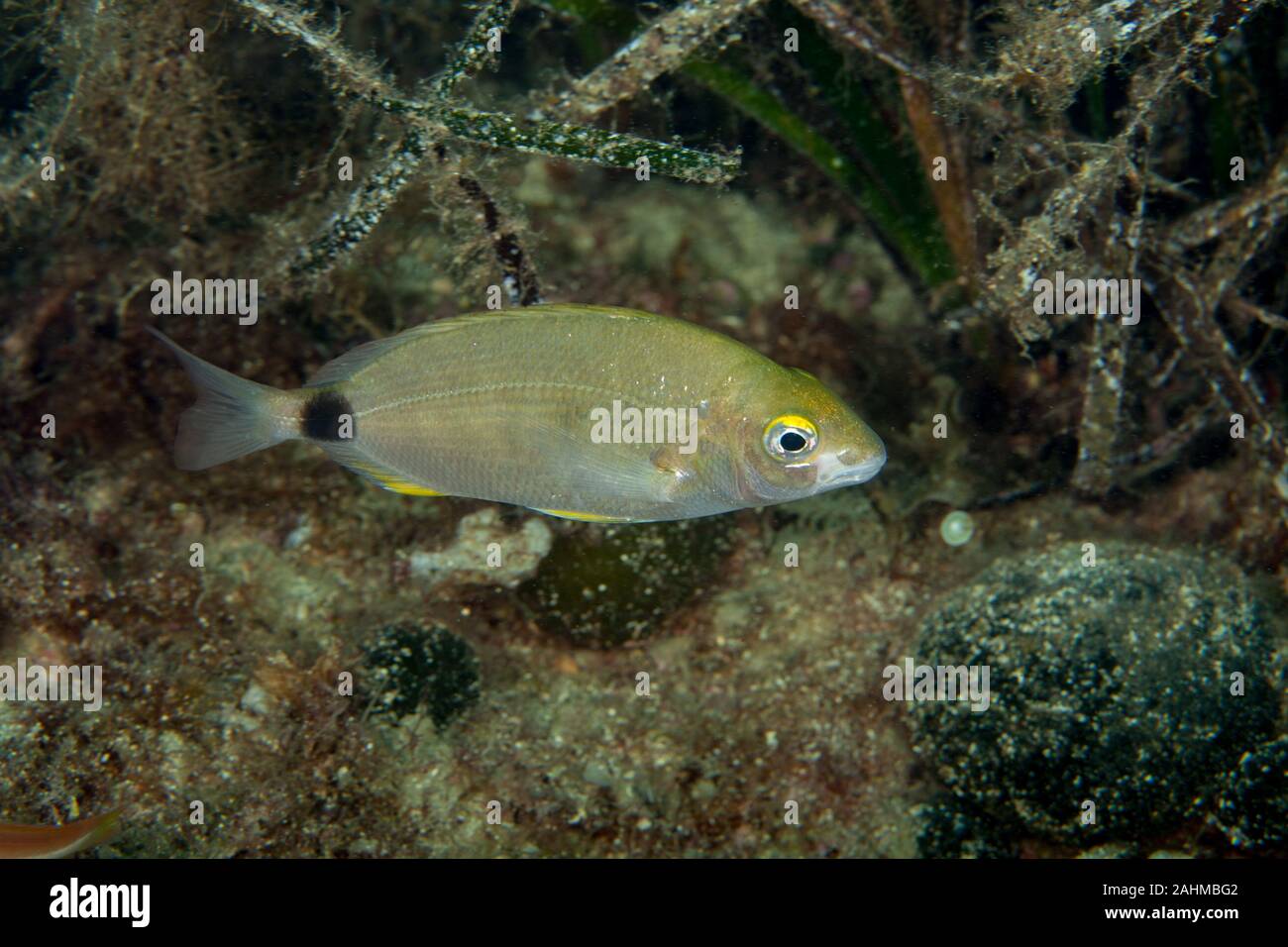 Ringförmige Goldbrasse neben Seegras, Diplodus annularis Stockfoto