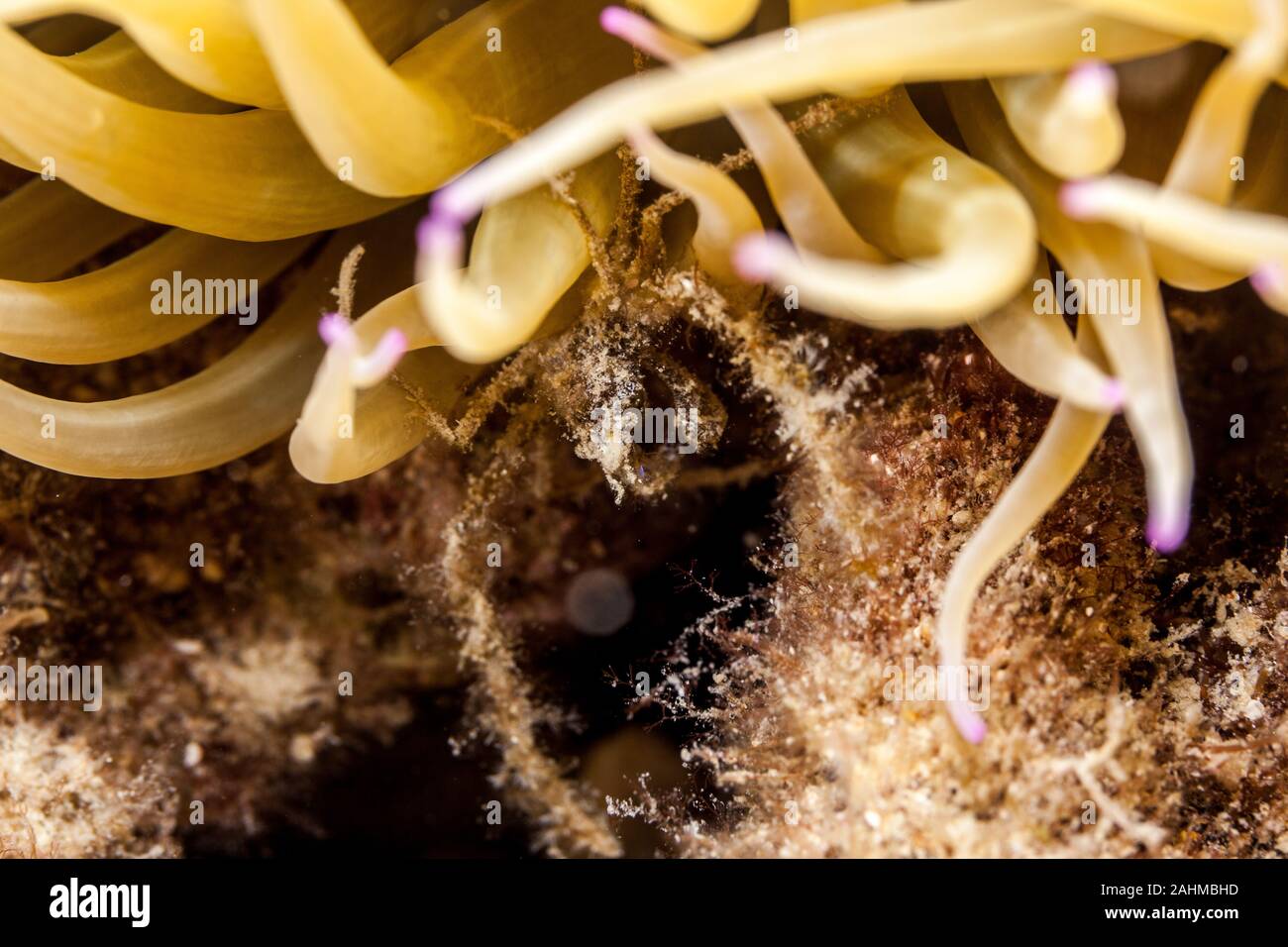 Seespinne, inachus phalangium und snakelocks Anemone Stockfoto