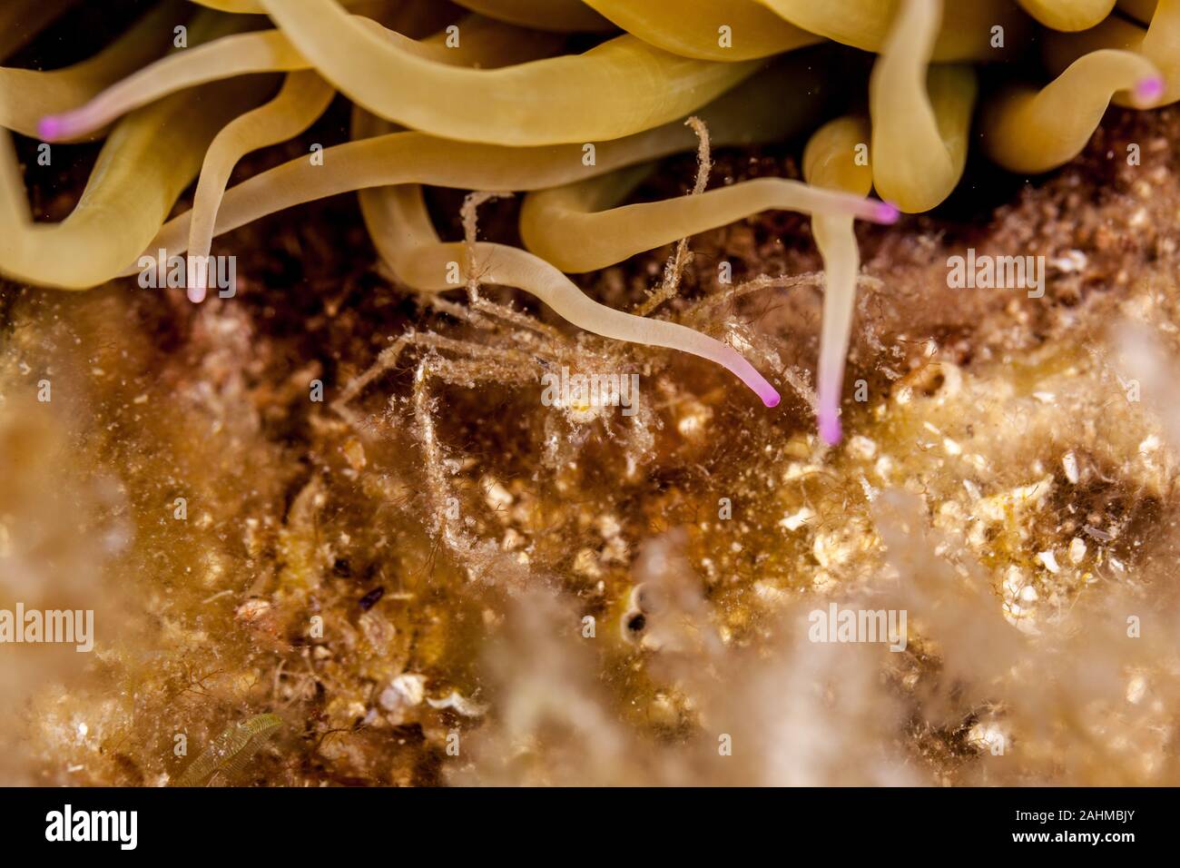 Seespinne, inachus phalangium und snakelocks Anemone Stockfoto