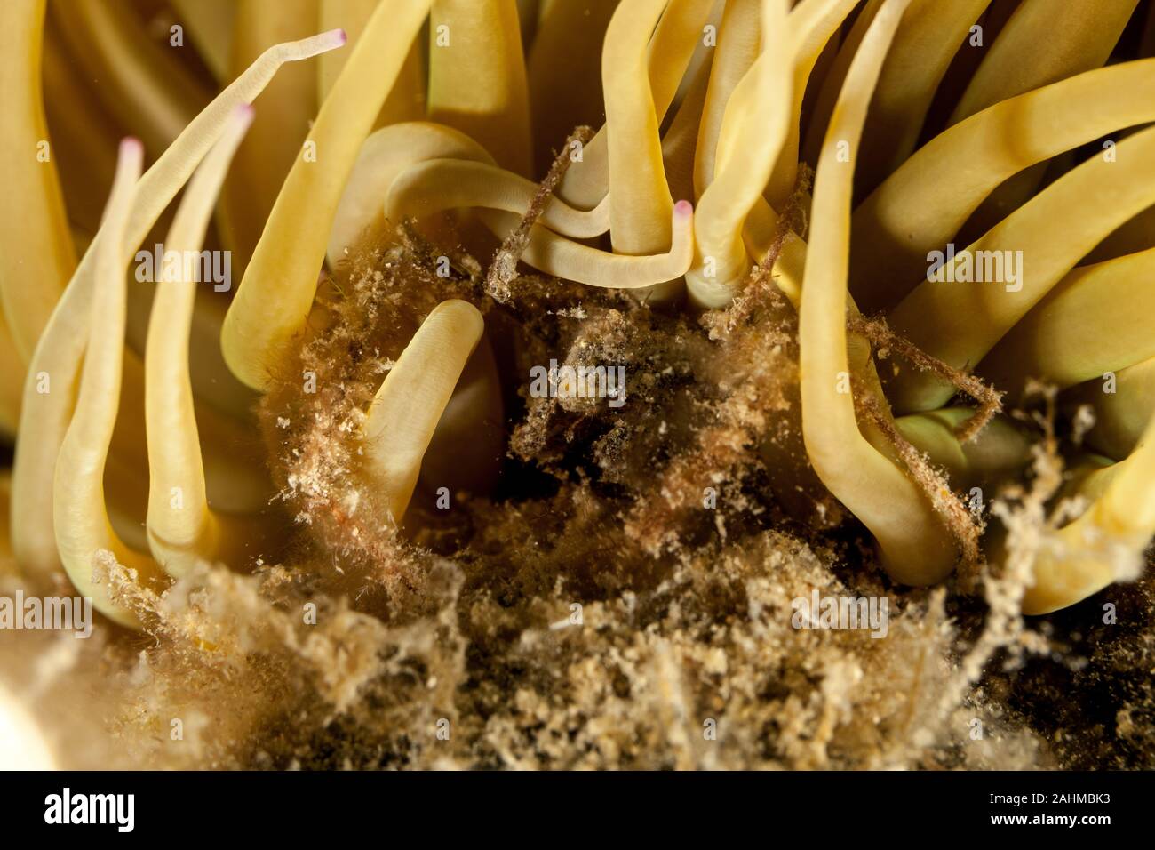Seespinne, inachus phalangium und snakelocks Anemone Stockfoto