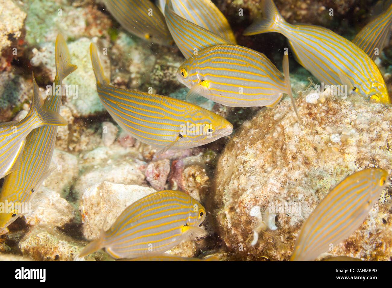 Die dreamfish, Salema, salema Porgy, Kuh Brassen oder goldline, Salema porgy, Sarpa salpa, ist eine Art von der Dorade Stockfoto