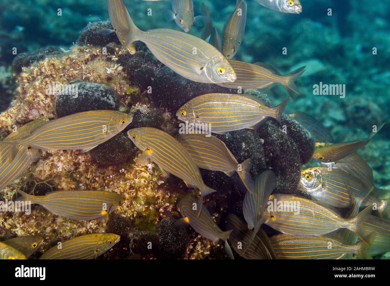 Die dreamfish, Salema, salema Porgy, Kuh Brassen oder goldline, Salema porgy, Sarpa salpa, ist eine Art von der Dorade Stockfoto