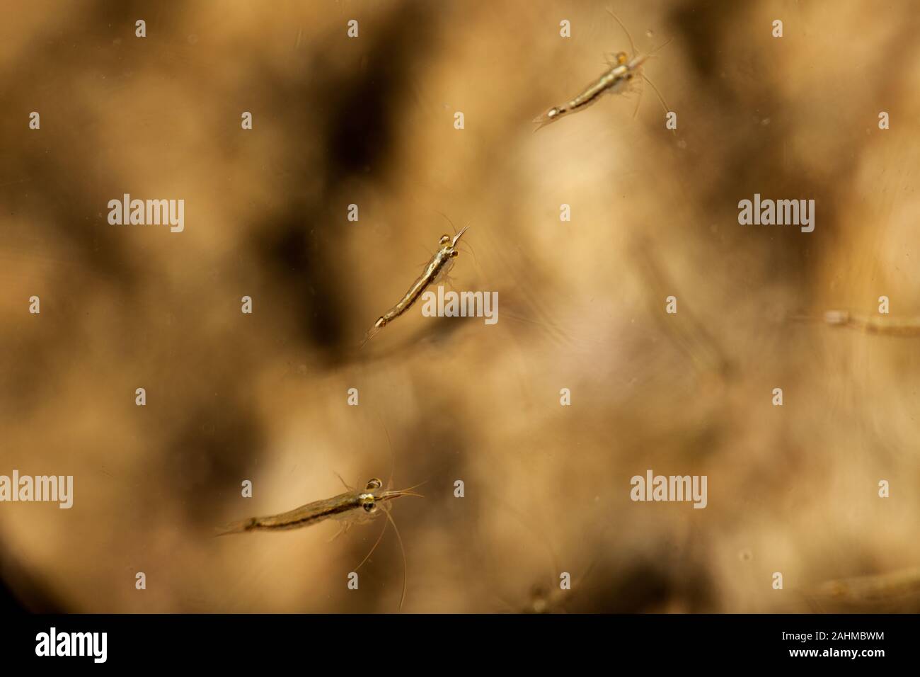 Krill sind kleine Krebstiere der Ordnung Euphausiacea, und sind in allen Ozeanen der Welt gefunden Stockfoto