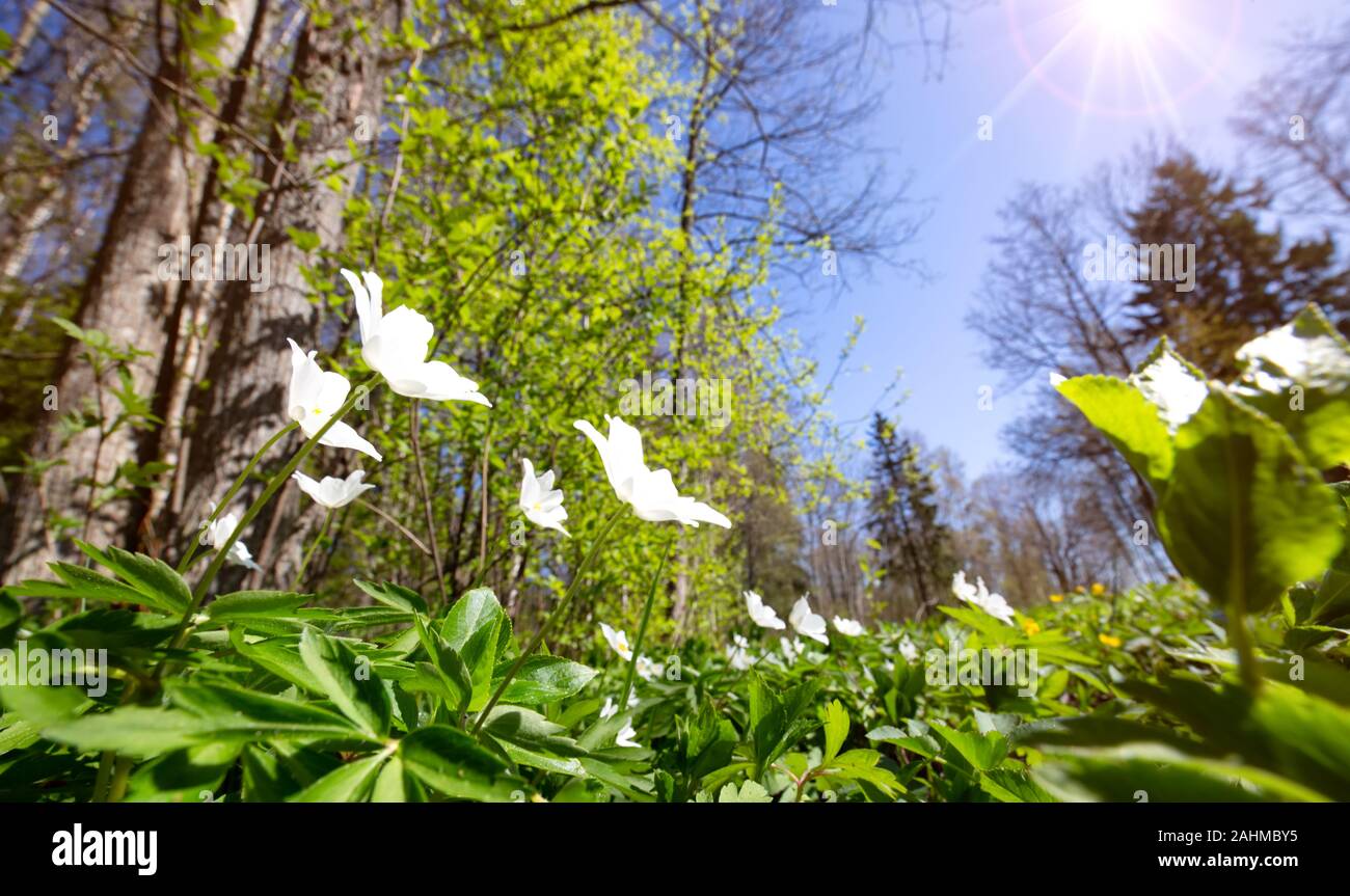 Holz mit Feder flowersWood mit viel weiß Frühling Blumen im sonnigen Tag Stockfoto