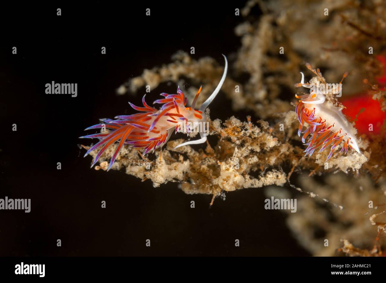 Tricolor Nacktschnecken, Elysia Peregrina Stockfoto