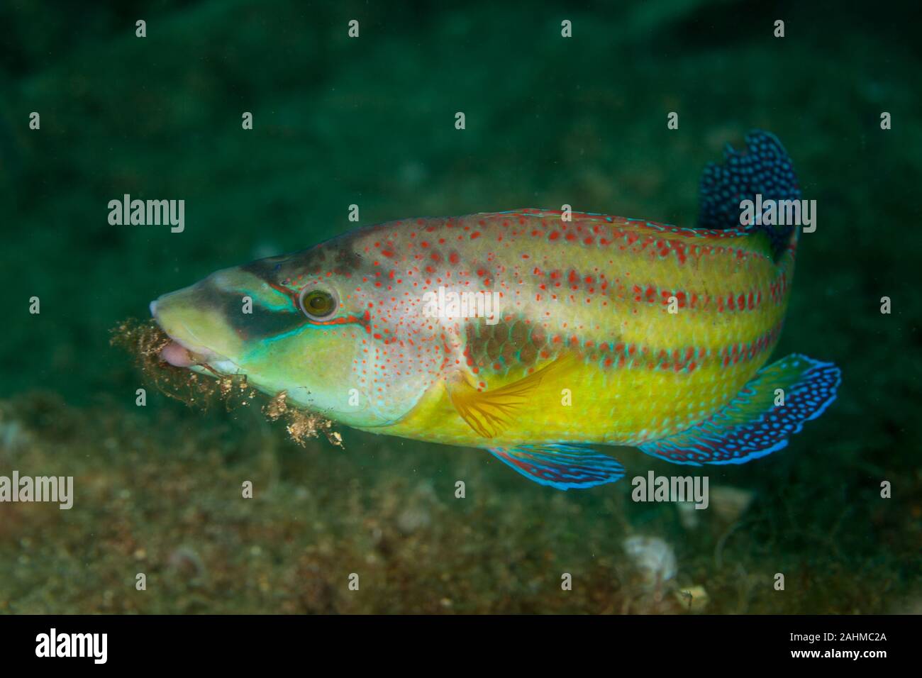 Nordostatlantik Peacock wrasse, Symphodus tinca Stockfoto