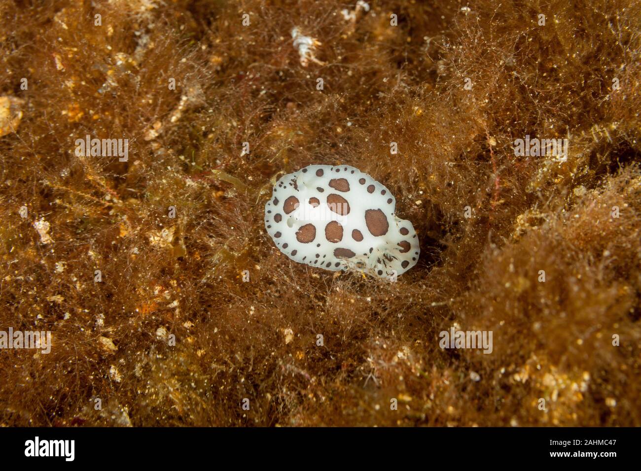 Leopard Star Schnecke oder Kuh Schnecke, Peltodoris atromaculata, Idalia atromaculata Stockfoto