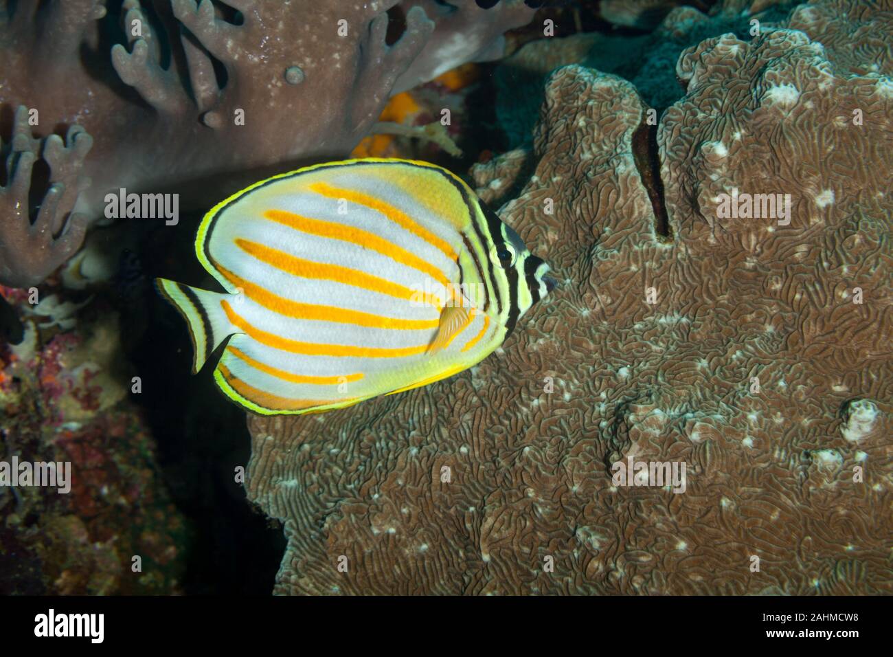 Reich verzierte Butterflyfish, Chaetodontidae ornatissimus Stockfoto